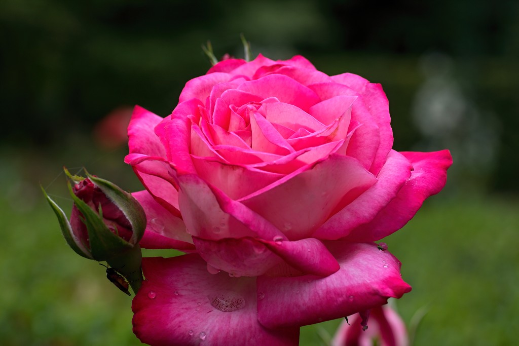 rozen roos rosa hdr natuur bloem bloemen cultivars cultivar rosaceae tuin rozentuin valentijn liefde